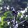 'Moustachet-Treeswift'